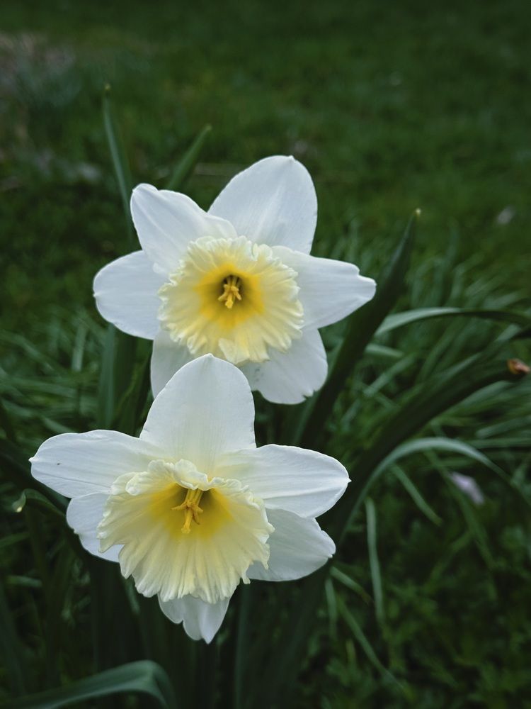 Фотография автора Елена Меньшикова