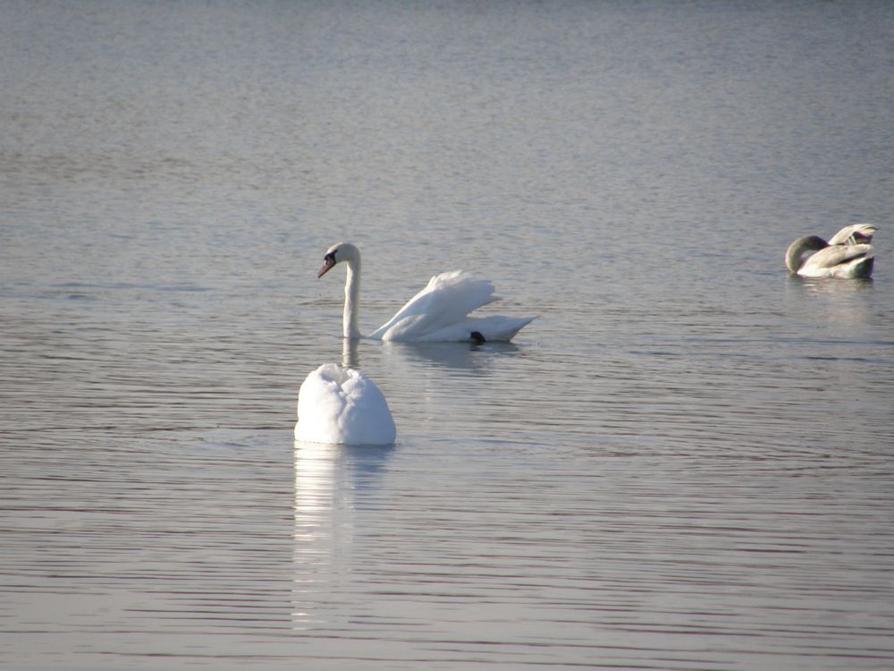 Photo #12484426