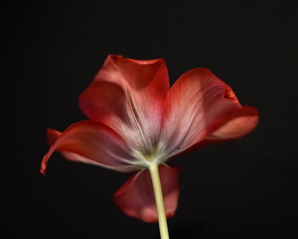 Photograph by Mayya Khrolovich