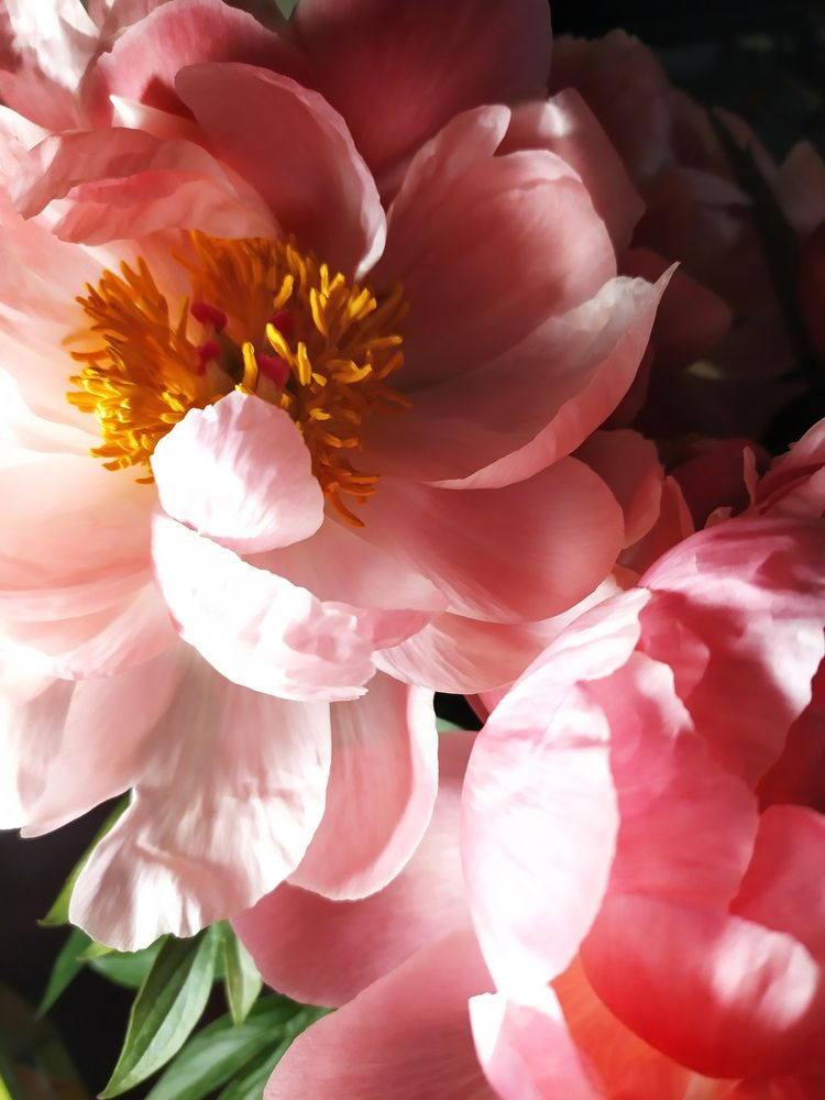 Фотография автора Наталья Агапова