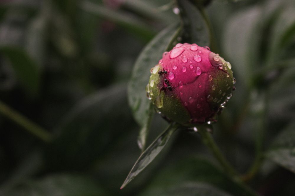 Фотография автора Наталья Агапова