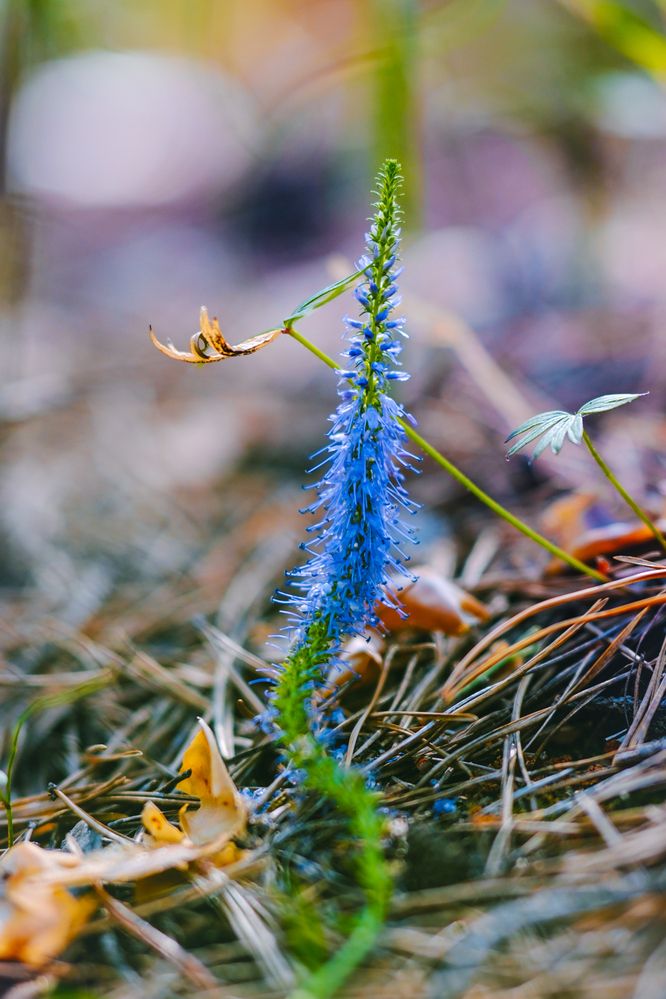 Photograph by Ivan Kravchenko