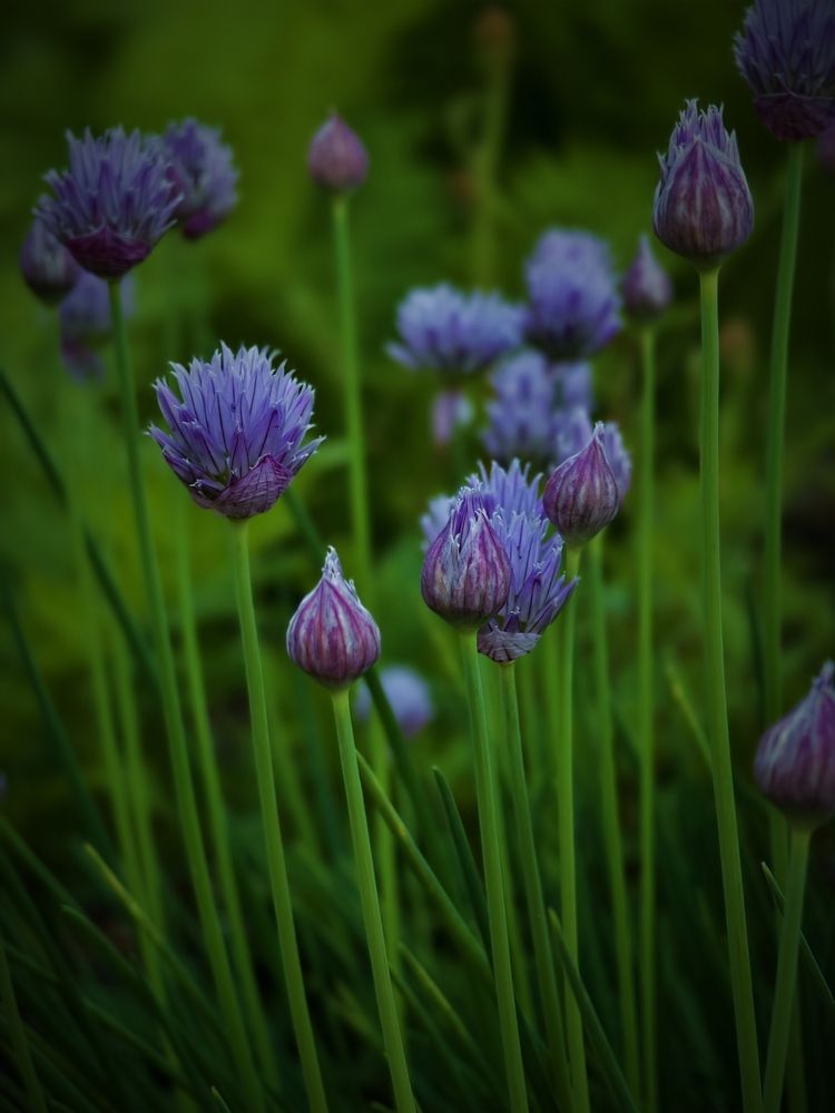 Фотография автора Olga Shchetinina