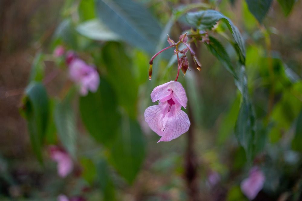 Photograph by Олег Дорошенко