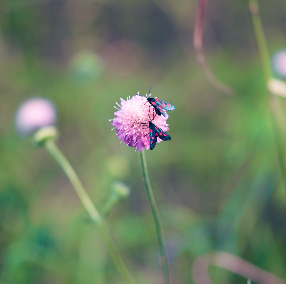 Photograph by Ivan Kravchenko