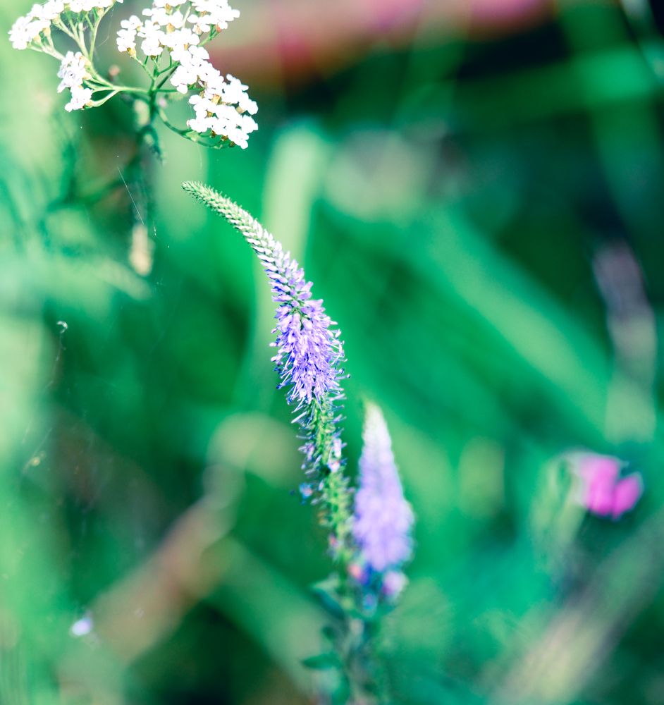 Photograph by Ivan Kravchenko