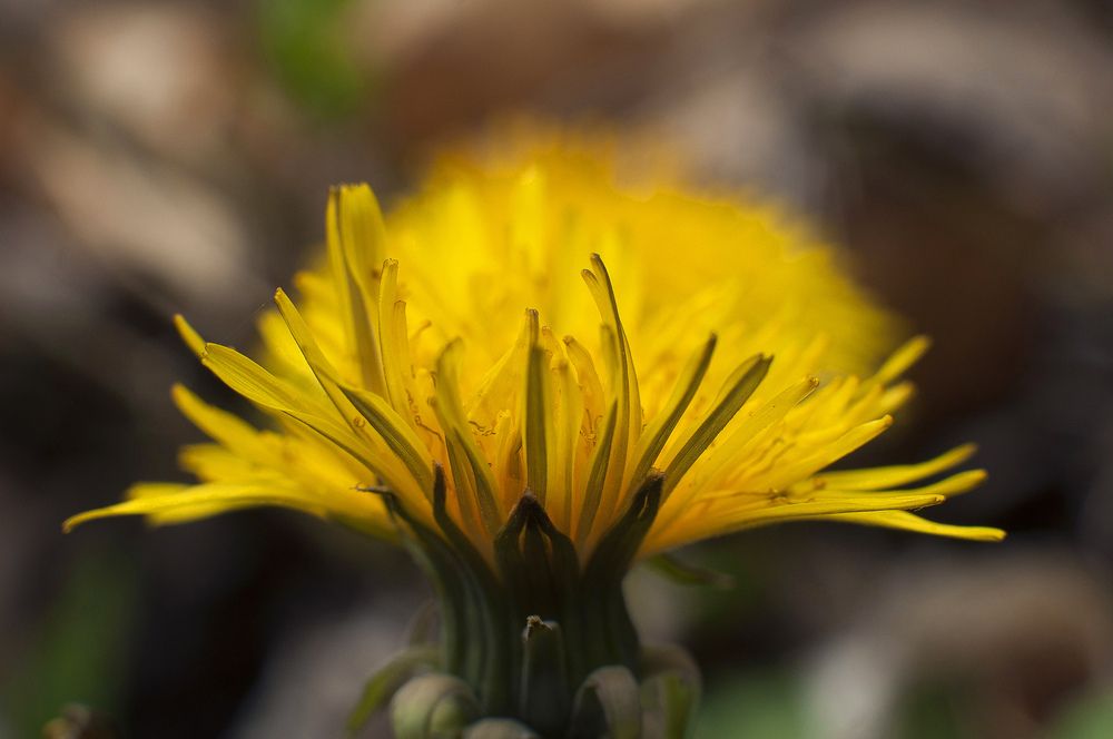 Photograph by Svetlana Rizzo