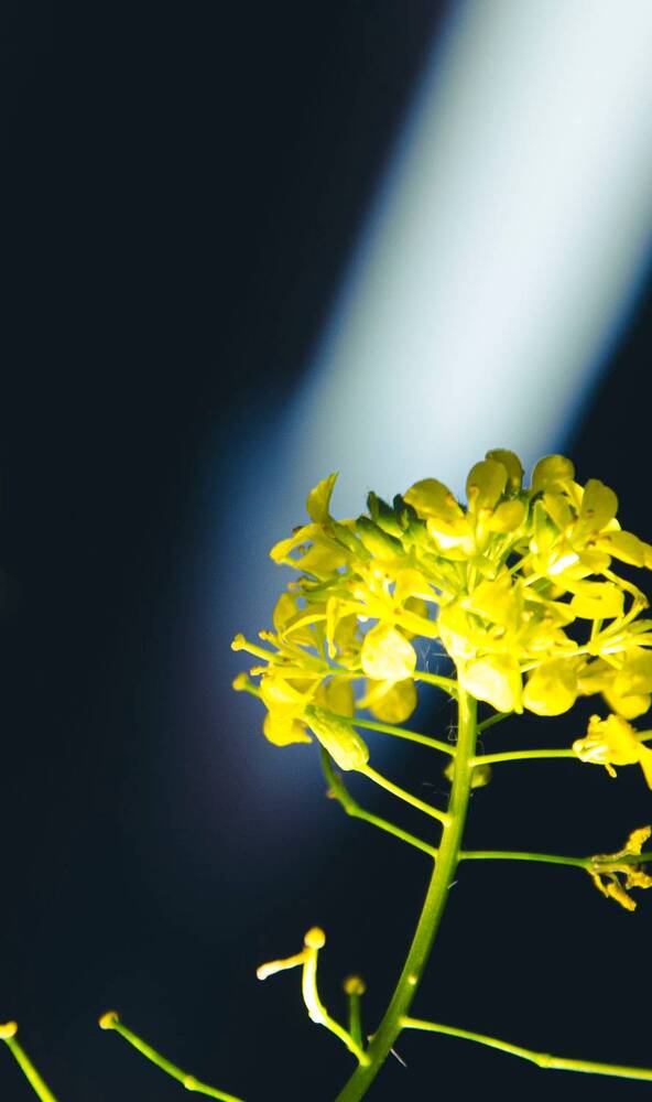 Photograph by Ульяна Бедрицкая