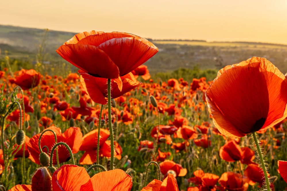 Photograph by Igor Maksimenko