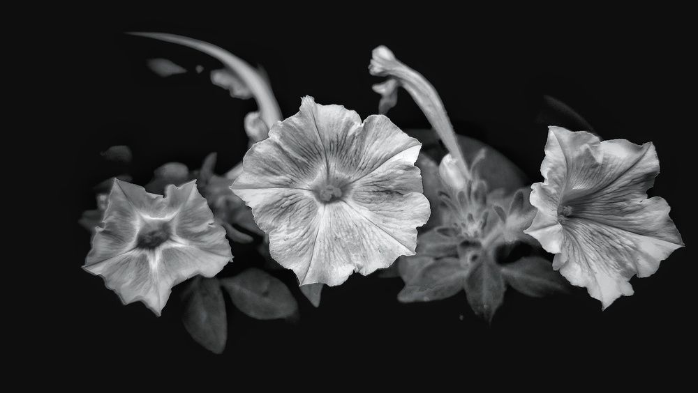 Photograph by Литвинова Галина