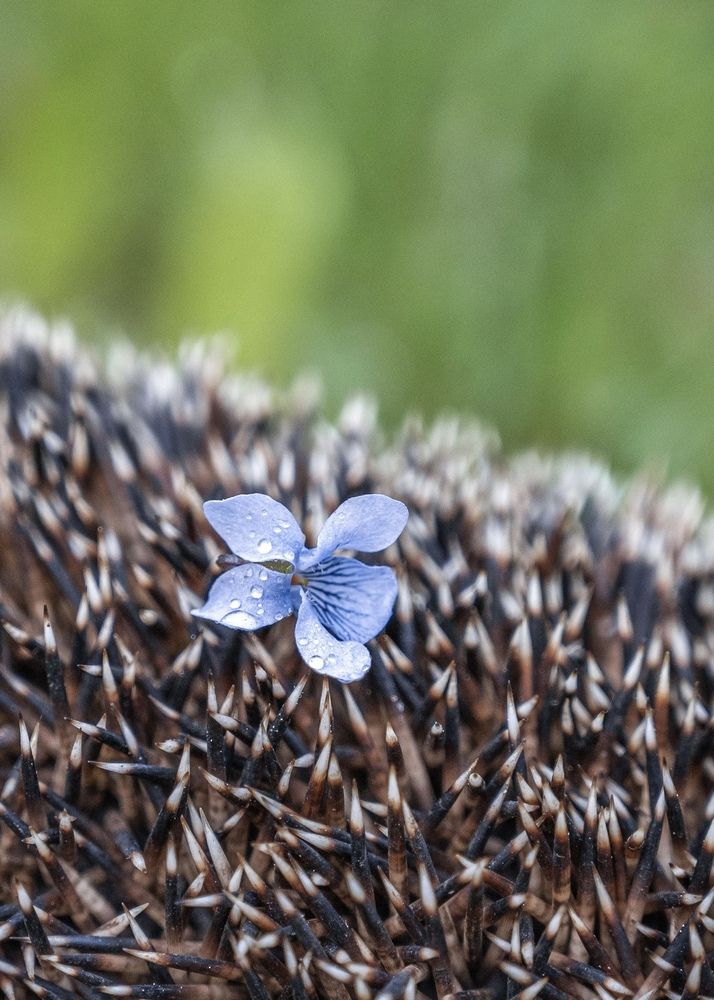 Photograph by Юлия Сидорова