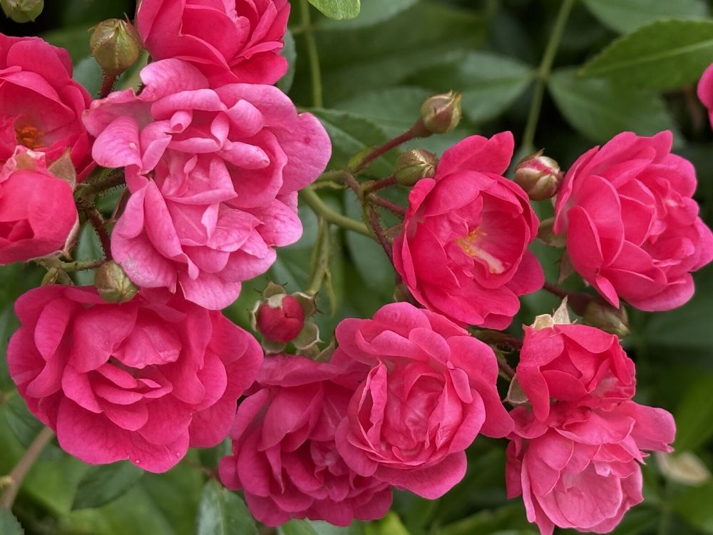 Photograph by Марина Дикманн