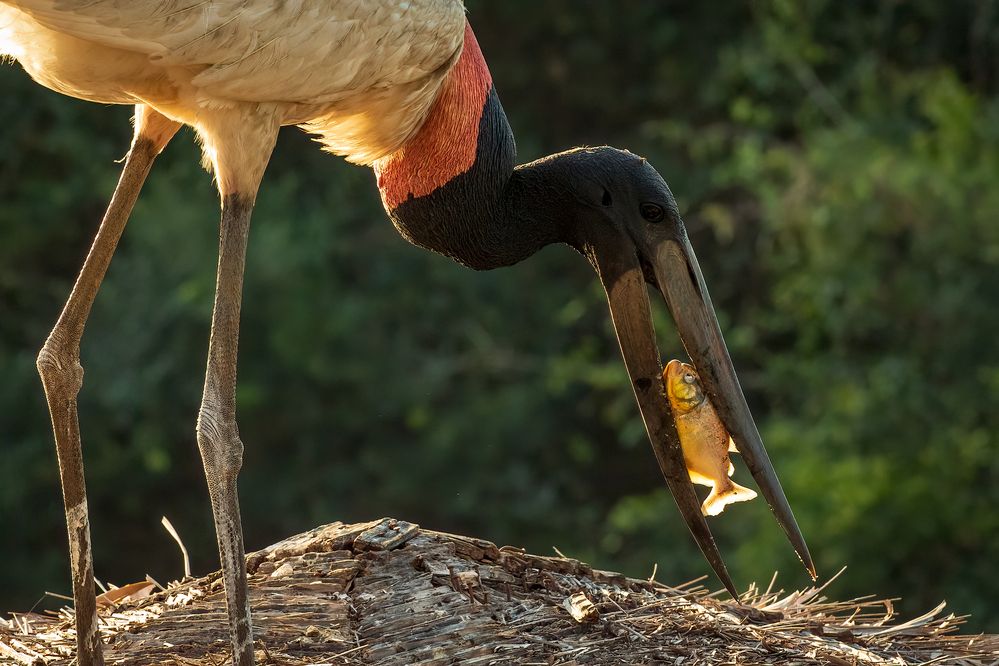 Photograph by Valdir Hobus