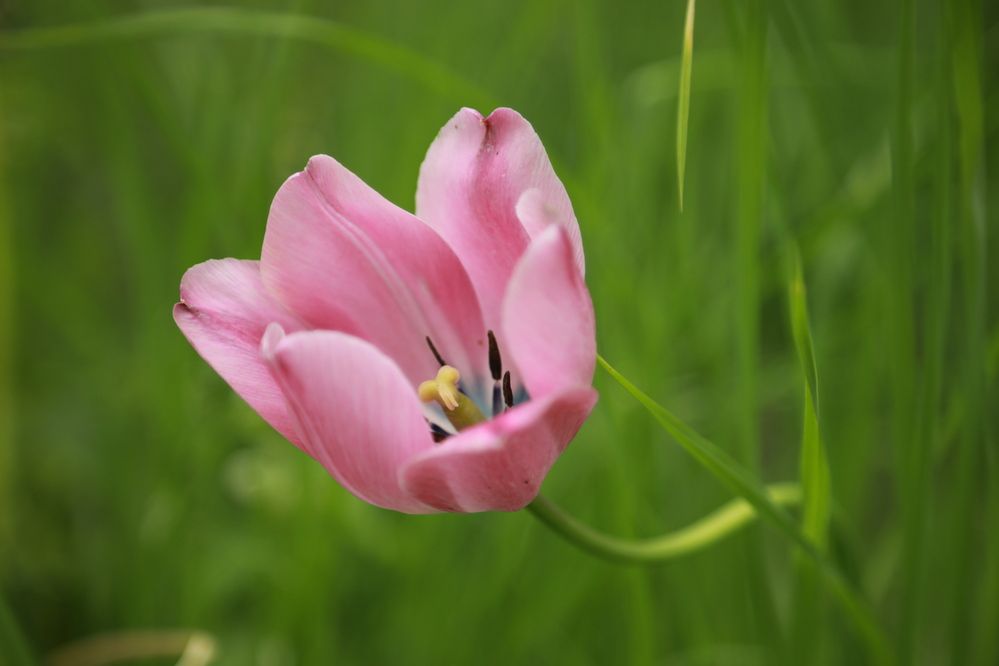 Фотография автора Елена Чурилова