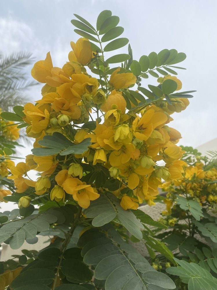 Photograph by Prasad babu Geddam