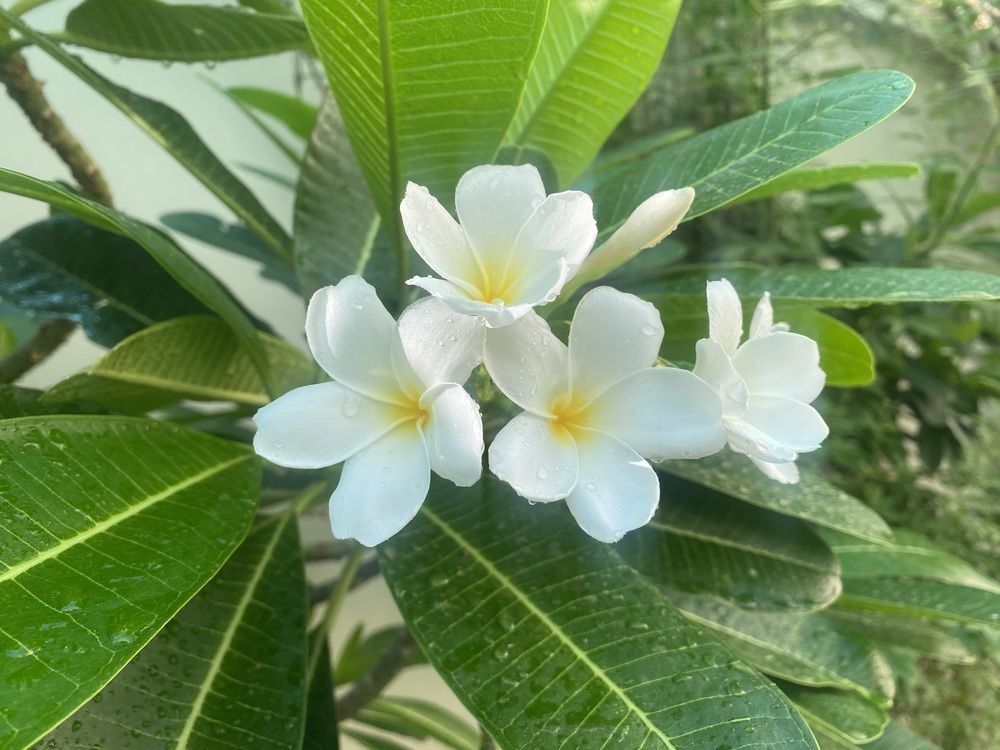 Photograph by Prasad babu Geddam