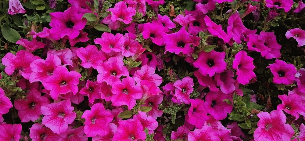 Photograph by Emil Zivanov