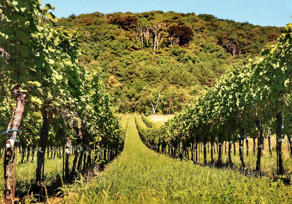 Vineyard Symphony