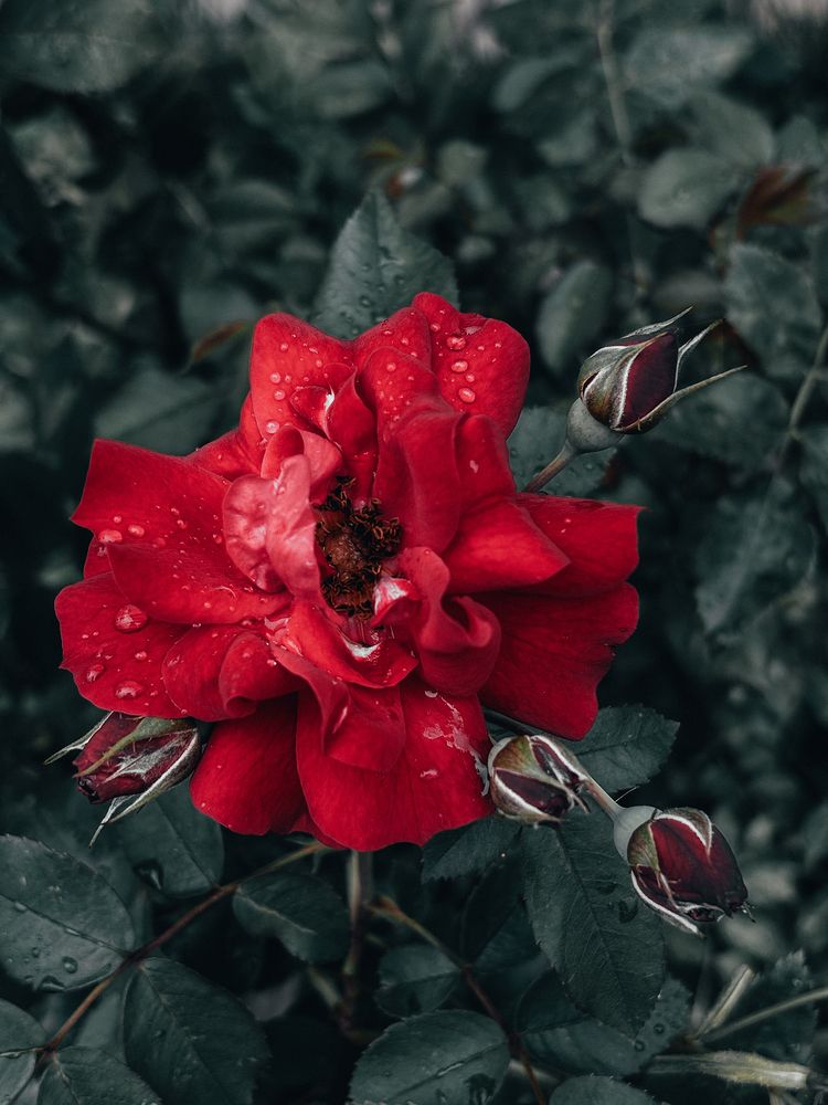 Photograph by Светлана Прокофьева