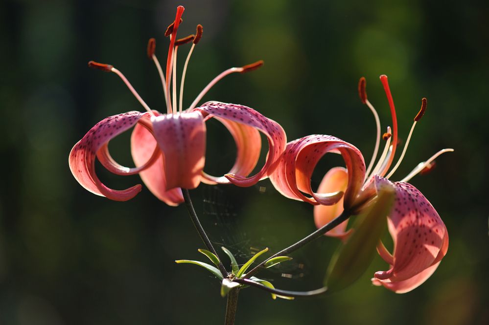 Photograph by Березкин Виктор