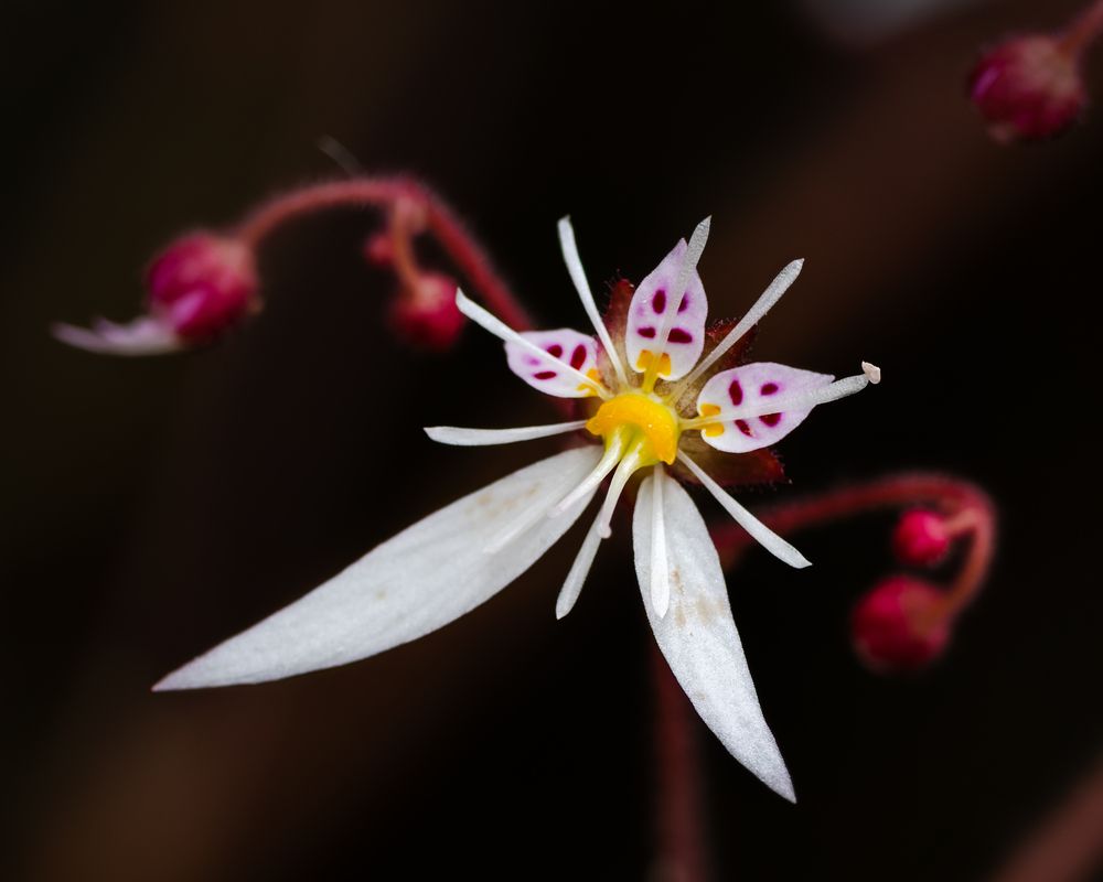 Photograph by KOHAGI