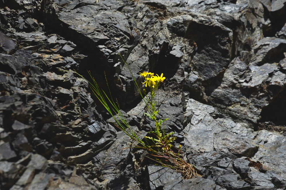 Фотография автора Еремеева Лада