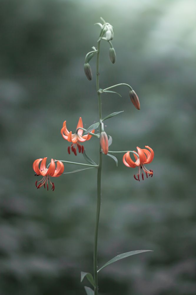 Photograph by Наталья Островцева