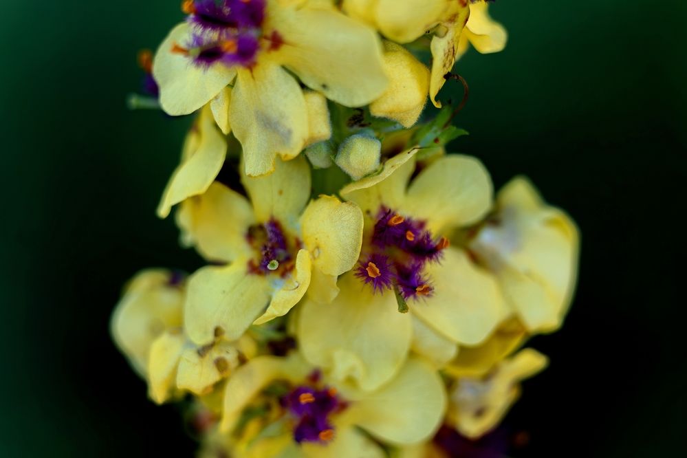 Photograph by Михаил Косолапов