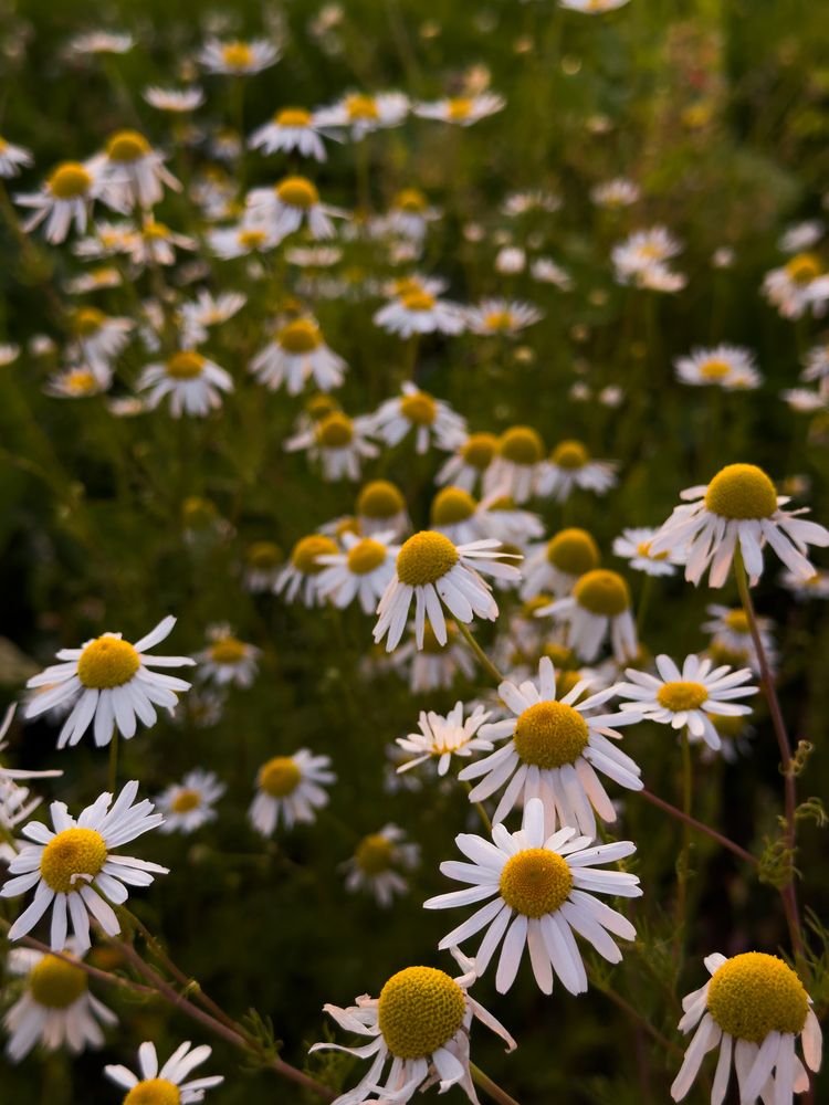 Photograph by Ася Жгенти