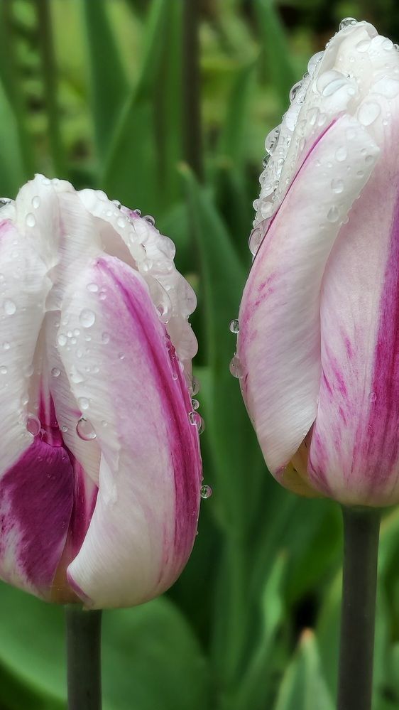 Фотография автора Ольга Быстрова