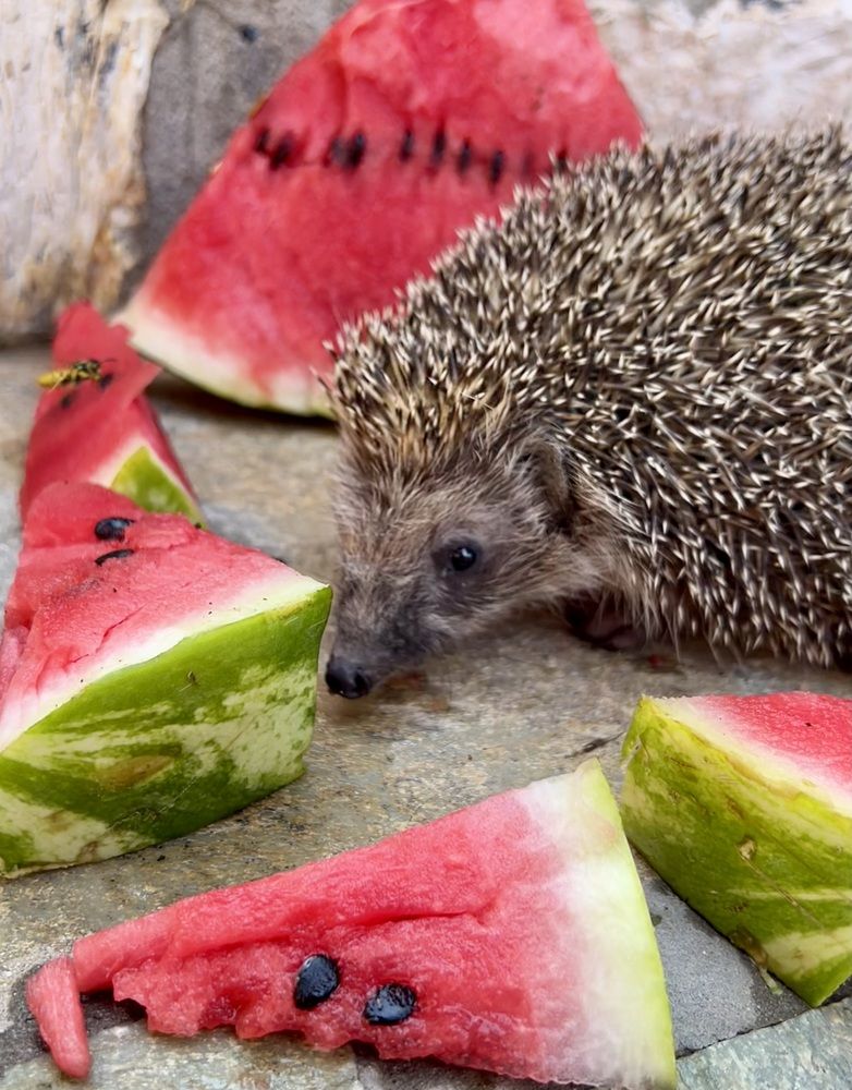 Photograph by Eleni Christogianni