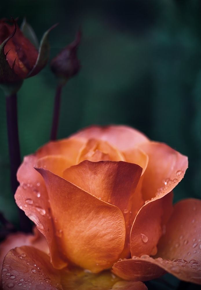 Photograph by Oxana Petlina