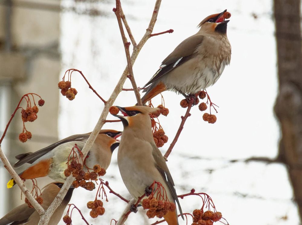 Свиристели обедают