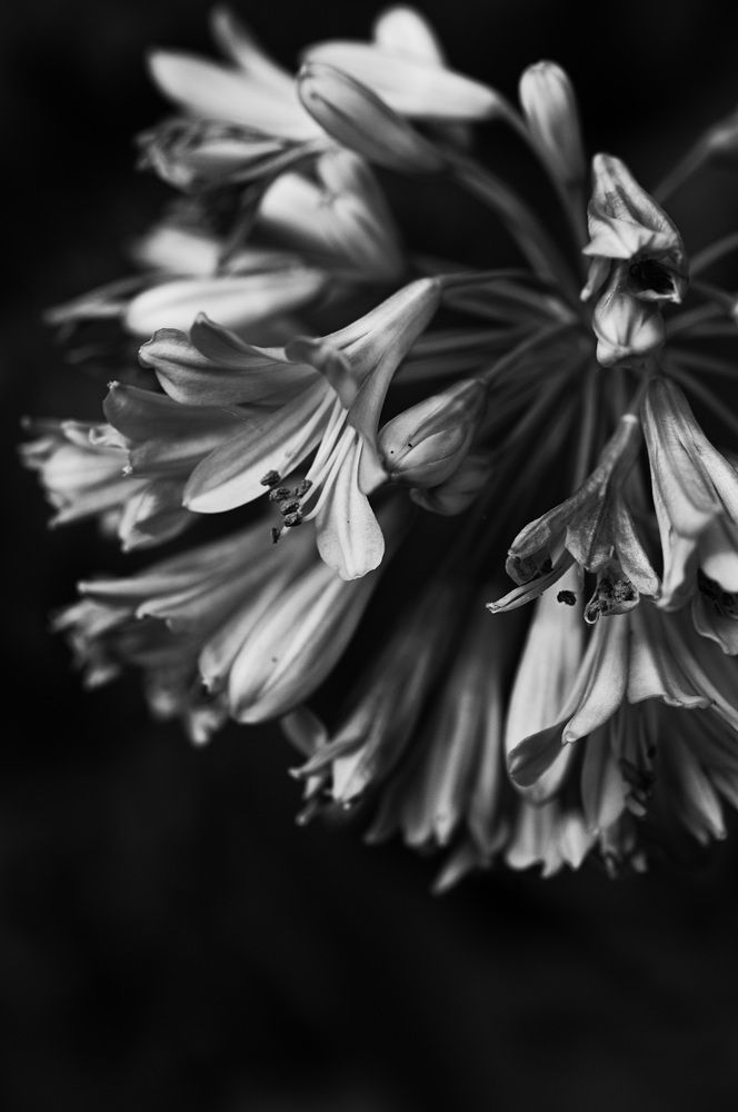 Photograph by Nobu-Oh