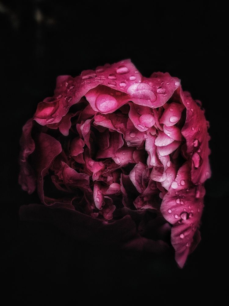 Photograph by Maria Stankevich