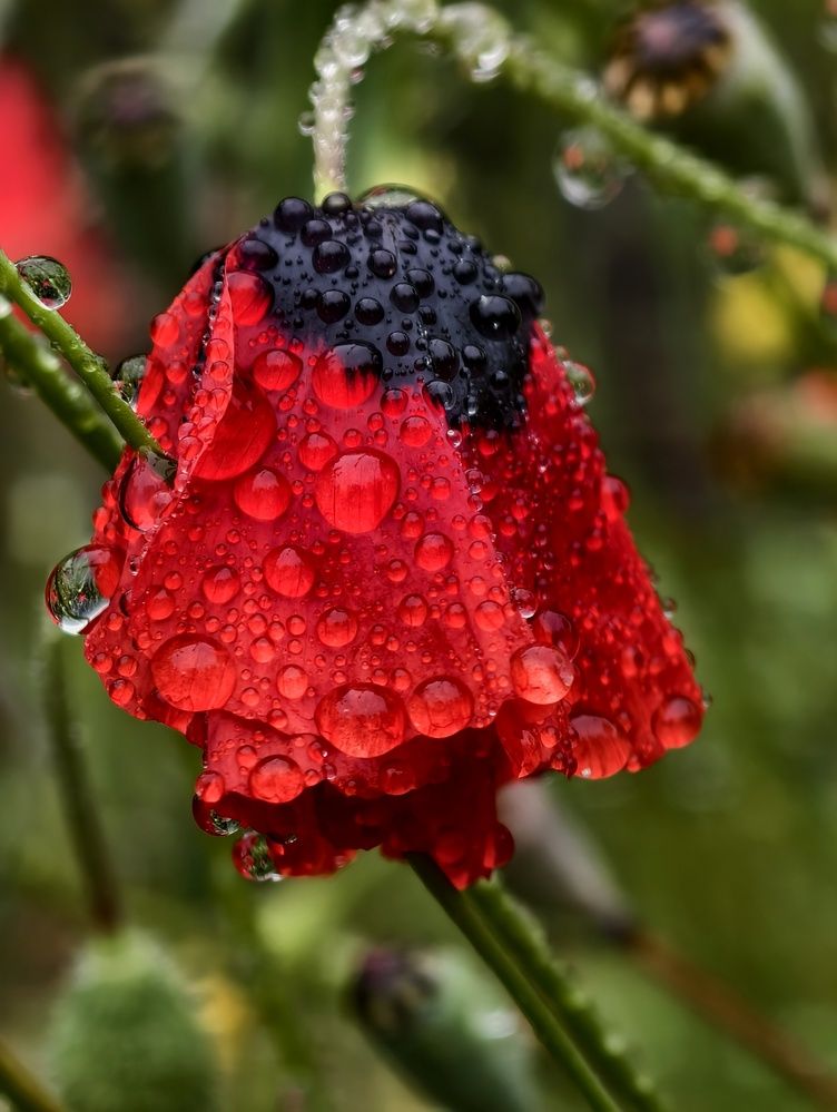 Фотография автора robot