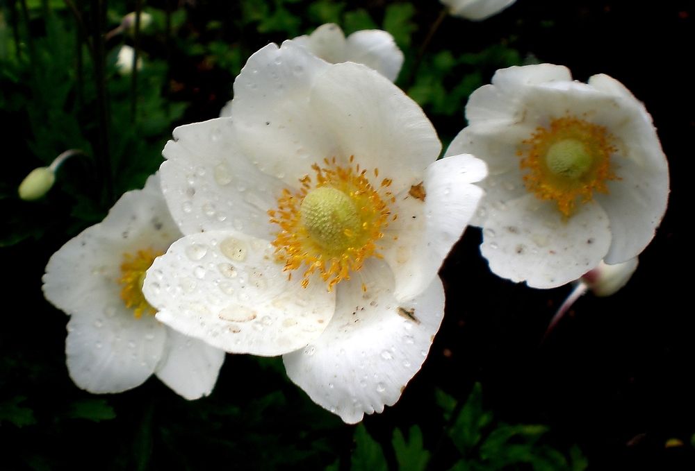 Photograph by Савоцкий Роман