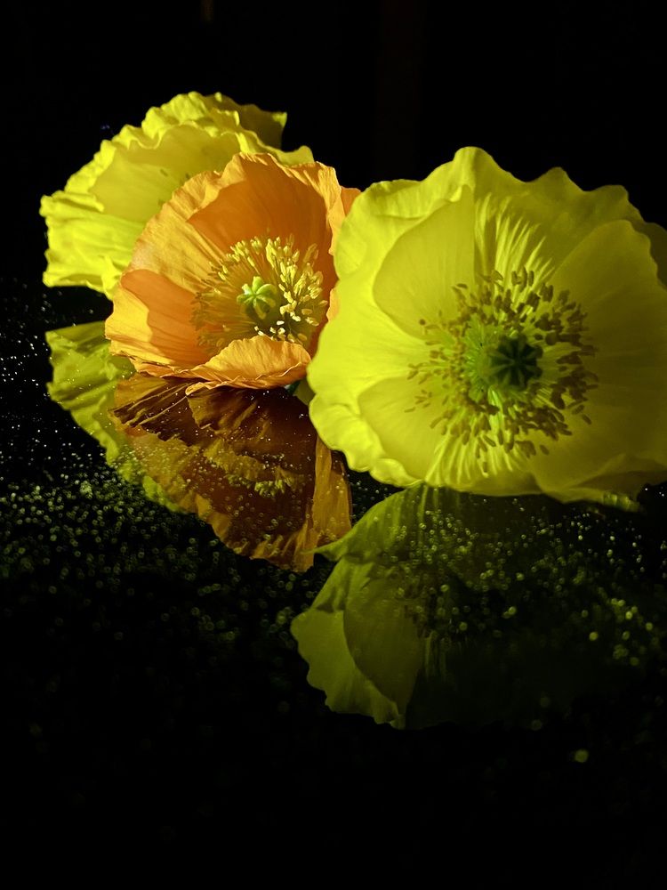 Photograph by Светлана Дмитриева