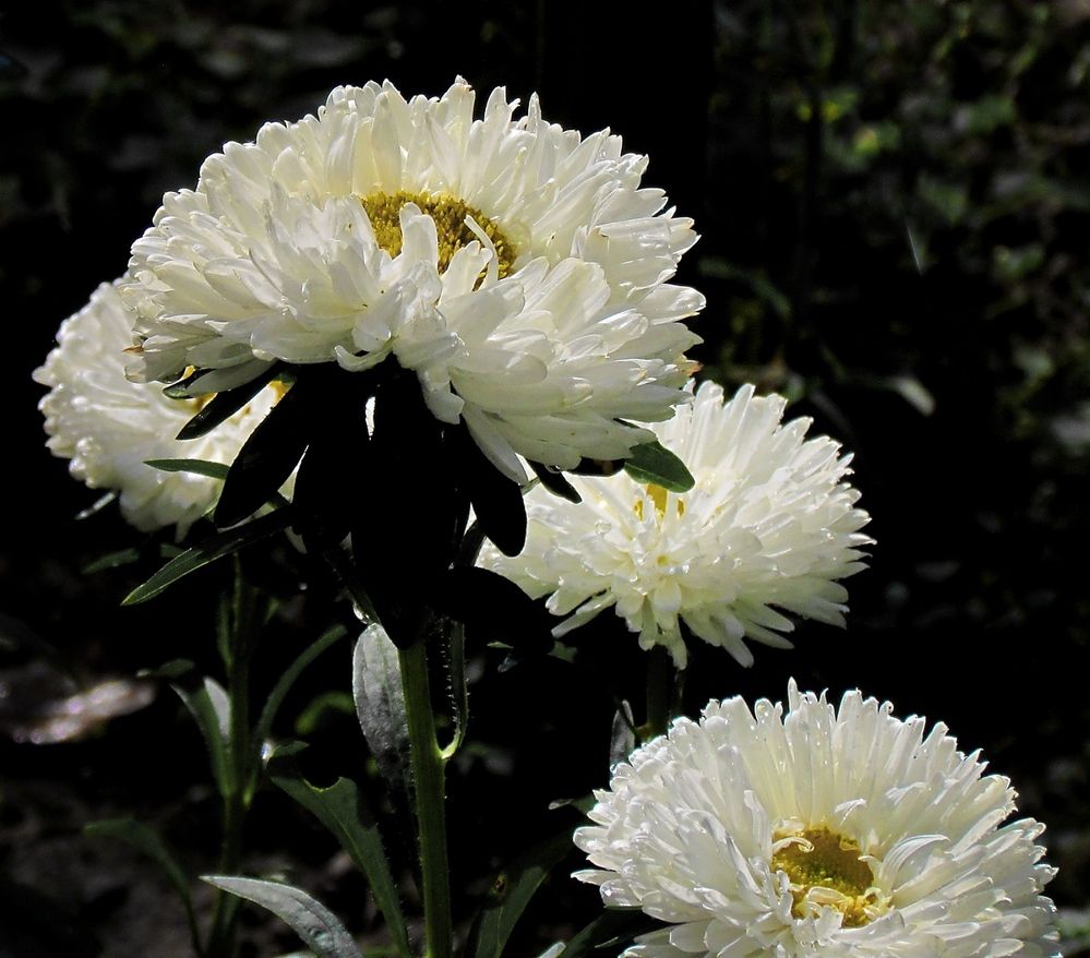 Photograph by Савоцкий Роман