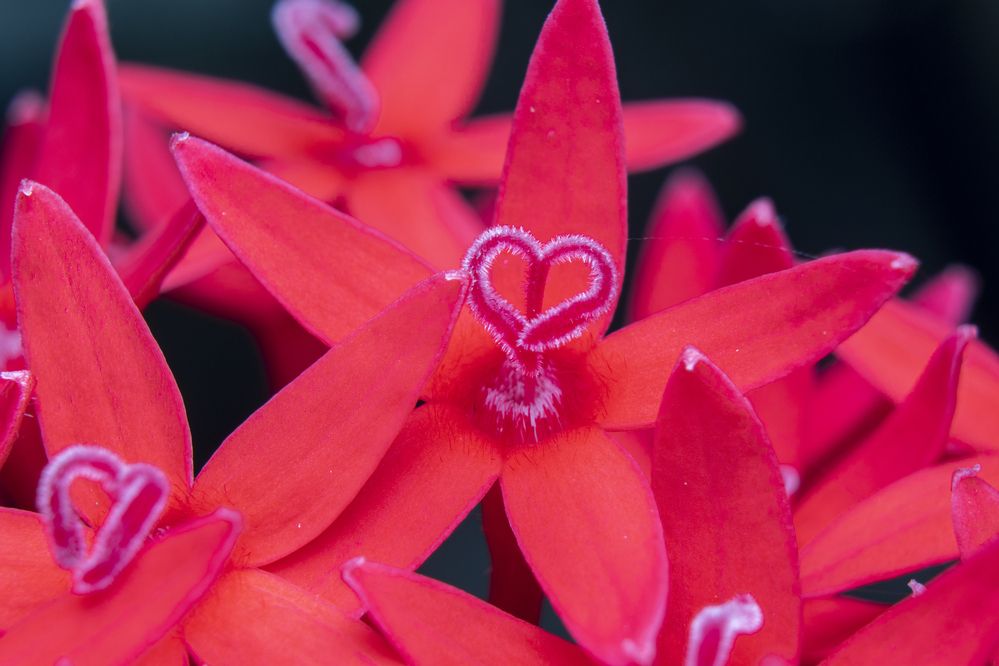 Photograph by Chamara Sulakkhana Polwatta Siriyalage