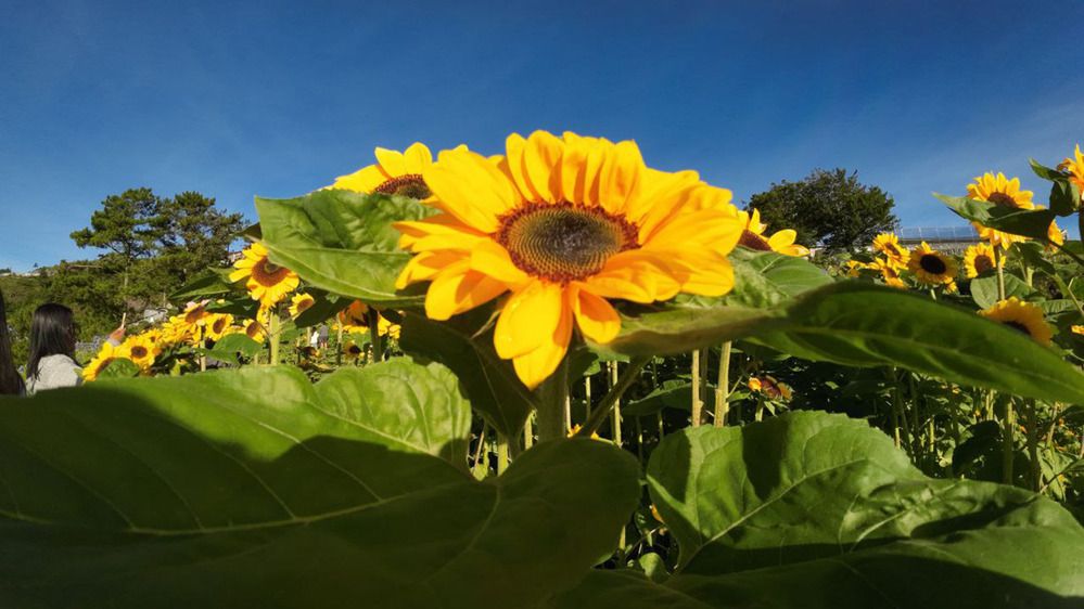 Photograph by Ma Leonor B Gonzales