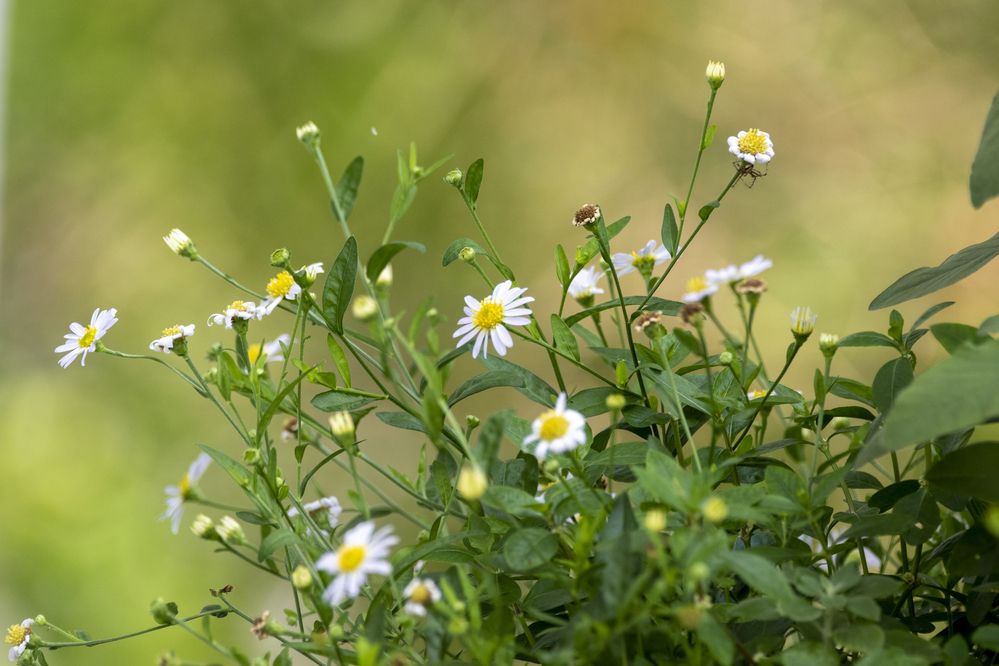 Photograph by Chamara Sulakkhana Polwatta Siriyalage