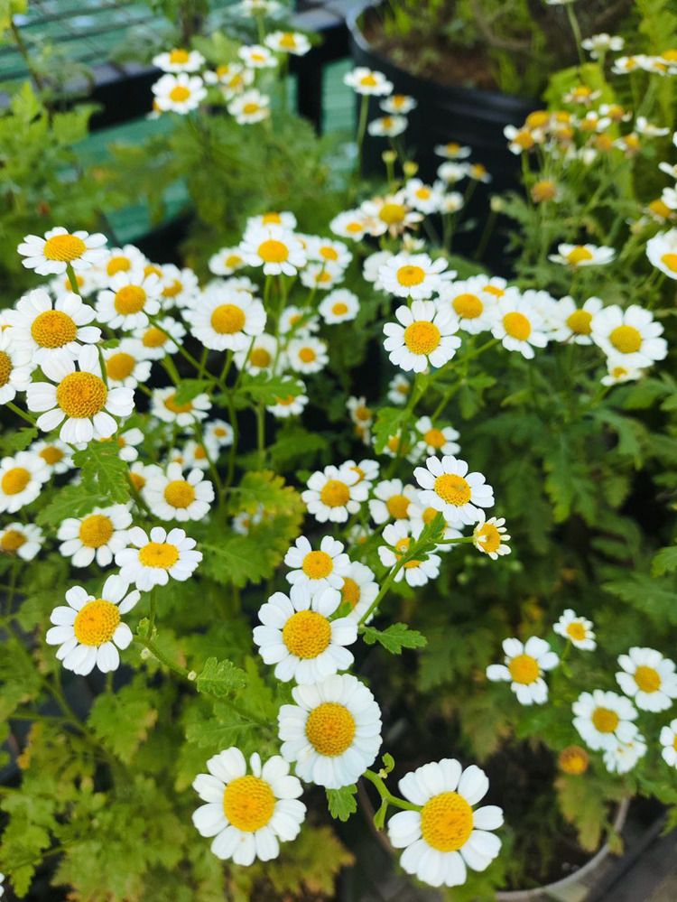 Photograph by Ma Leonor B Gonzales