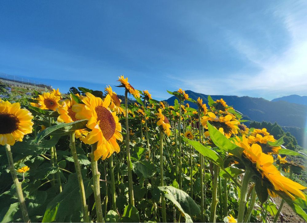 Photograph by Ma Leonor B Gonzales