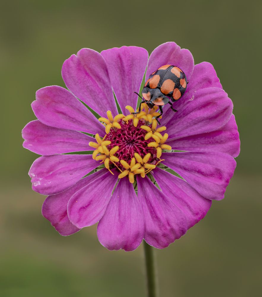 Photograph by Mario Fiorucci