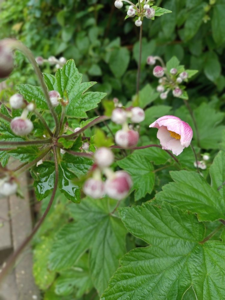 Photograph by Irena TURČINSKAJA