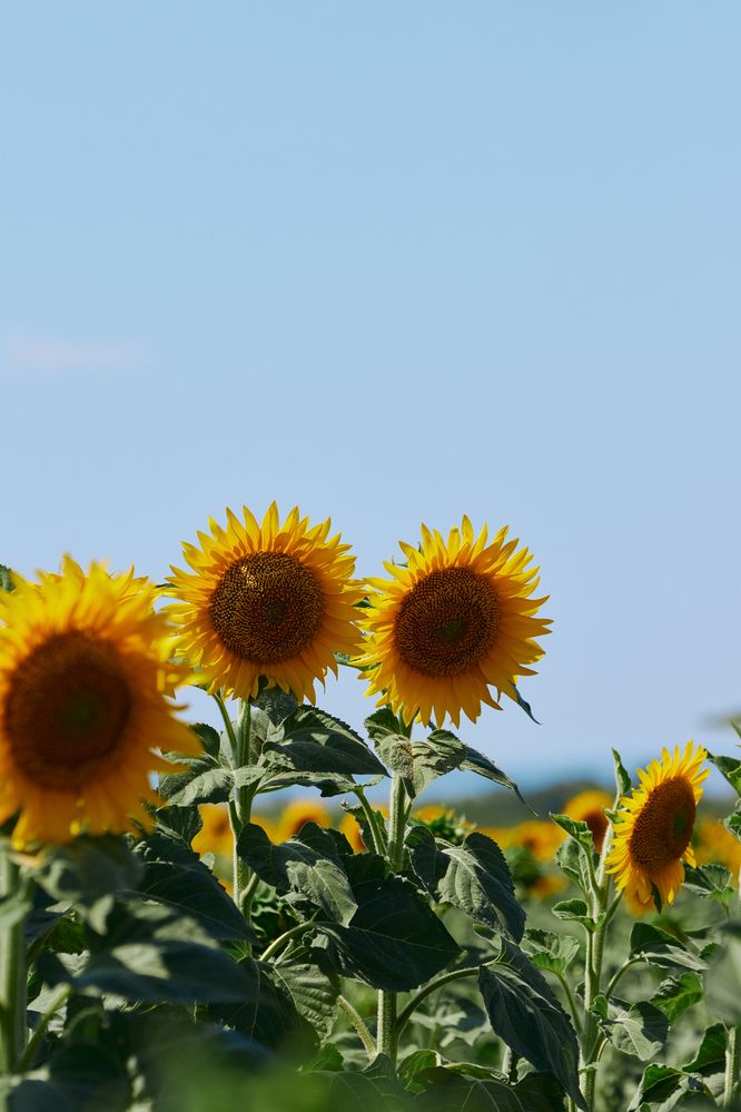 Photograph by Александр Лиманский