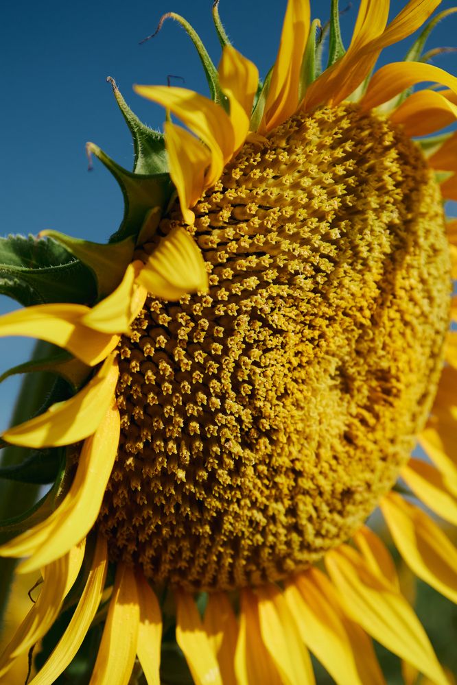 Photograph by Александр Лиманский