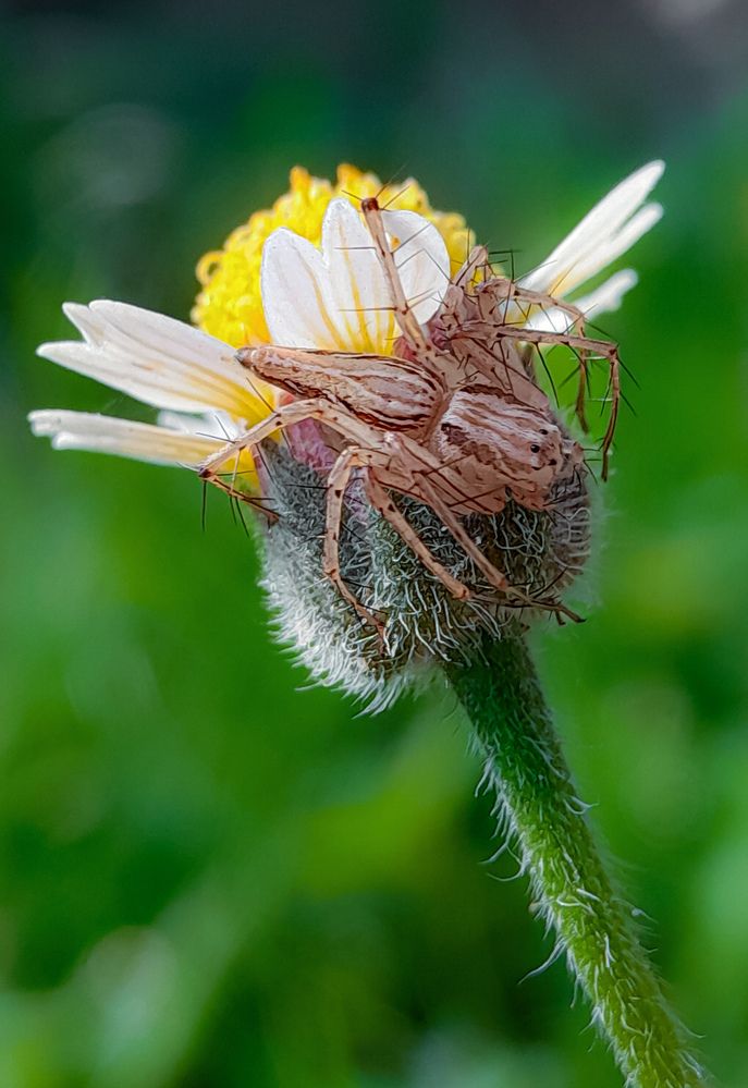 Predator among the petals