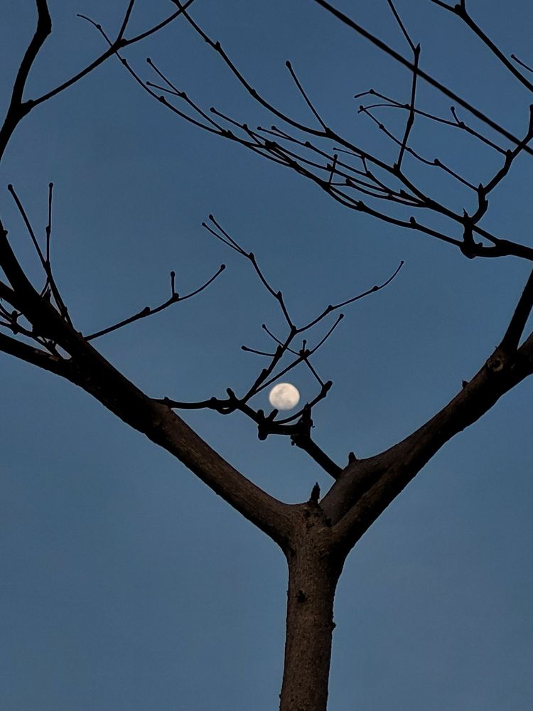 Lunar Frame